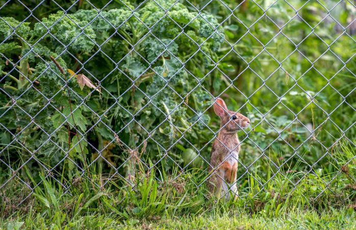 rabbit cage wire mesh